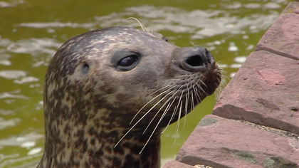 Spółka ZOO — miniatura odcinka z CDA
